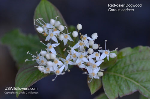 Red-osier Dogwood, Western Dogwood, American Dogwood - Cornus sericea