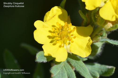 Shrubby Cinquefoil, Shrubby Five-finger, Golden Hardhack - Dasiphora fruticosa