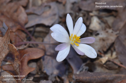 Bloodroot, Red Indian Paint, Red Puccoon - Sanguinaria canadensis