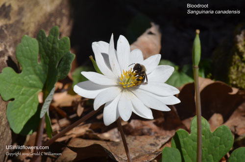 Bloodroot, Red Indian Paint, Red Puccoon - Sanguinaria canadensis