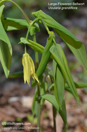 Large-flowered Bellwort - Uvularia grandiflora