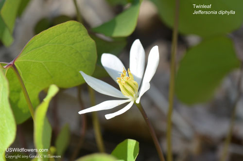 Twinleaf, Helmet Pod, Ground Squirrel Pea - Jeffersonia diphylla