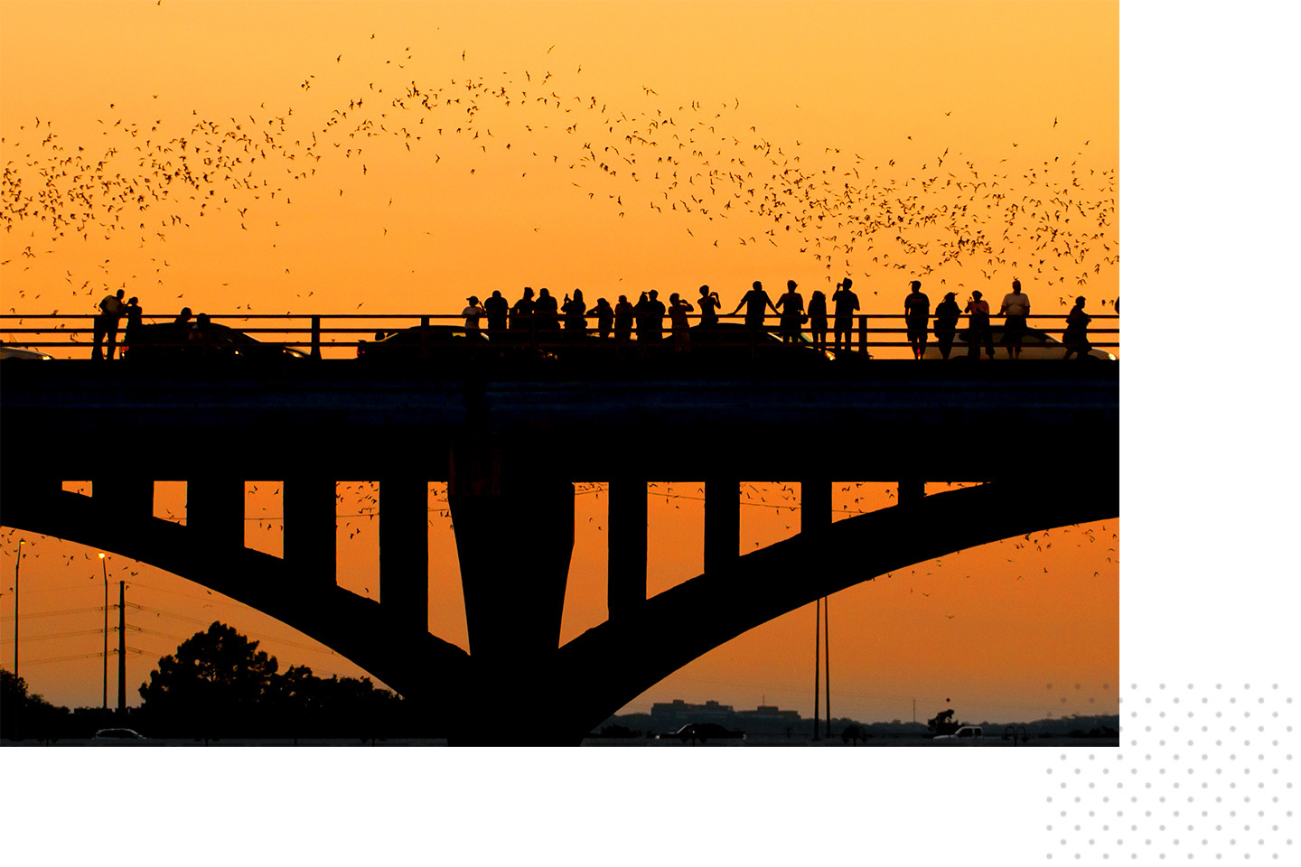 A crowd watching the bats fly on the South Congress Bridge.