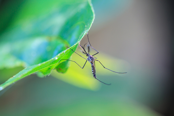 ZikaVirus_Featured-Image