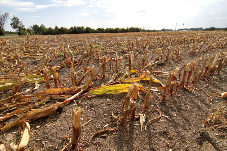 Corn field after harvest