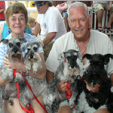 Safe Harbor Schnauzer Rescue Picture