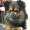 dog patient puppy veterinary office boarding