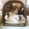 Cats in carriers