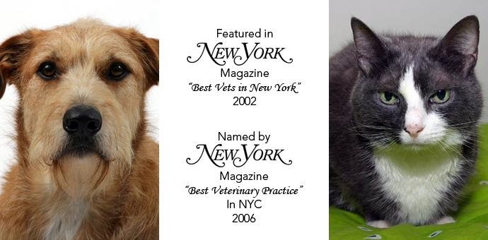 New York Magazine Accolades