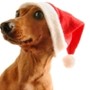 holidays dog dachshund