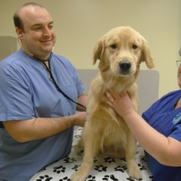 Dog at the vet