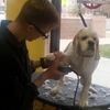 little dog being groomed