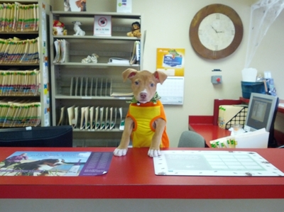 Puppy Receptionist
