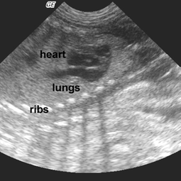 ultrasound of dog