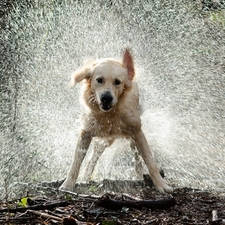 dog shaking off water