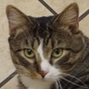 vet mechanicsburg harrisburg cat nutrition