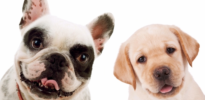 Labrador puppy and Boston Terrier puppy
