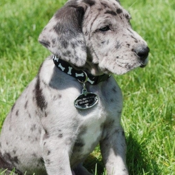 puppy vet