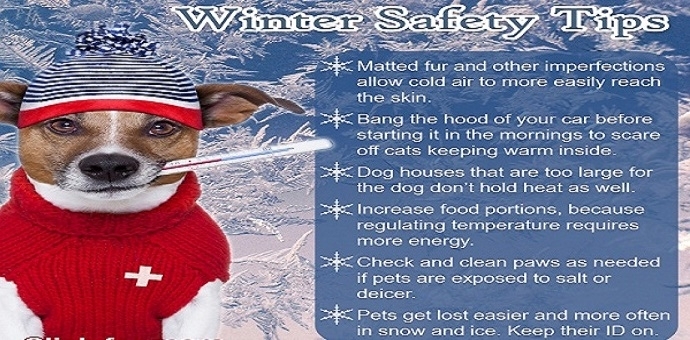 Home - Animal Hospital of Martinsville