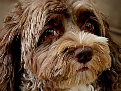 Daisy