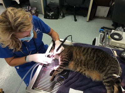 hamilton veterinary clinic