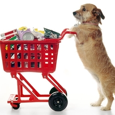 pet stores