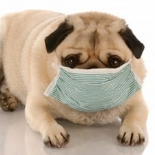 Bordetella (Kennel Cough) is highly contagious.