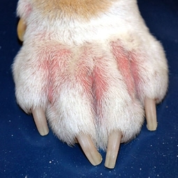 allergy testing,environmental,food,dermatitis