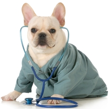 veterinarian, position, job, DVM