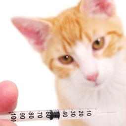 Vaccinations and vaccines