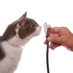 Medical consultations and examinations