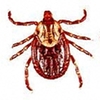 American Dog Tick Pair