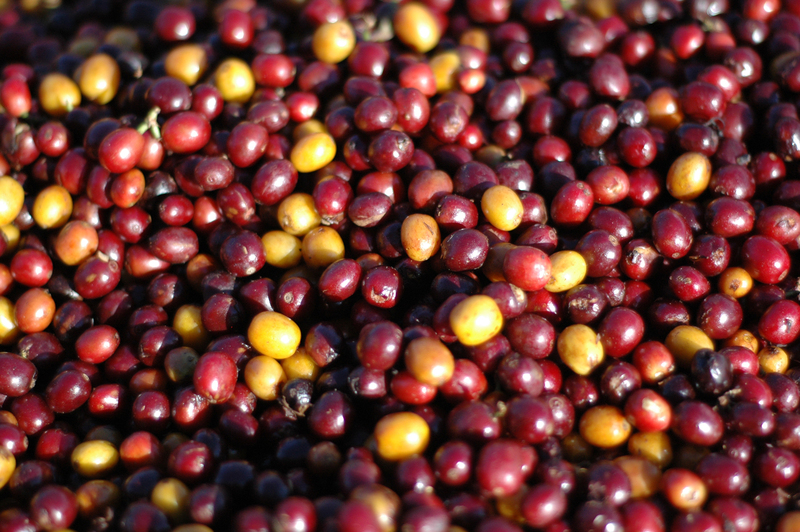 Cherries_2000