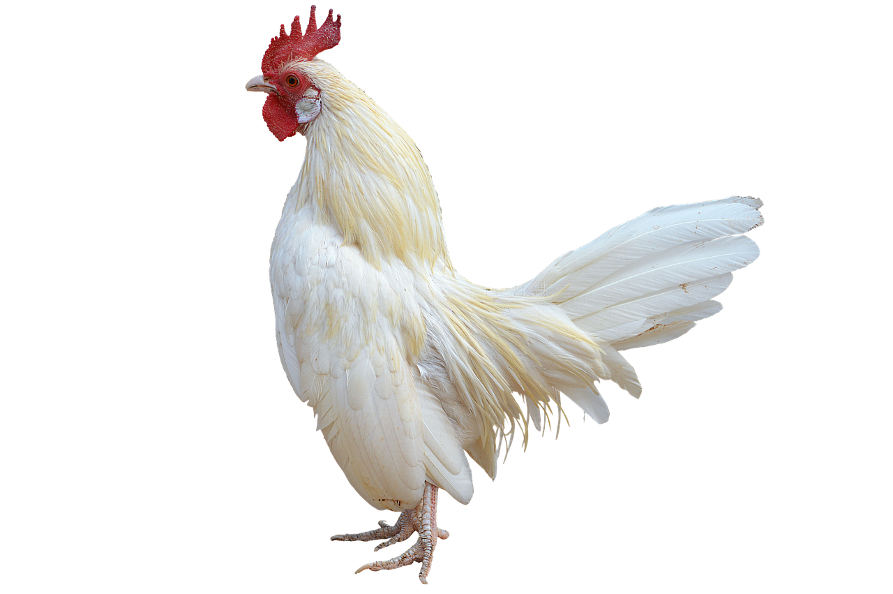 A white rooster stands proudly, its red comb and wattle visible.