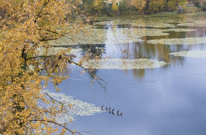 Building and Area (Mill Lake Park)