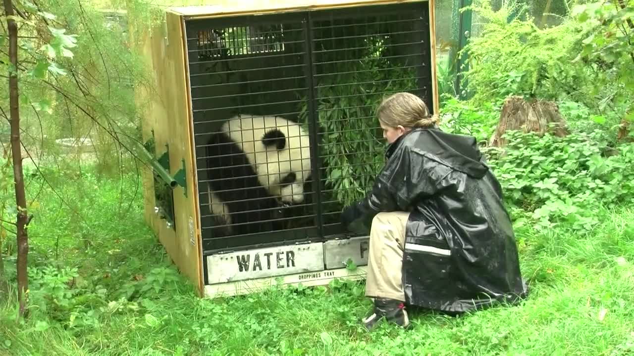 Vienna panda prepares for China return with flight