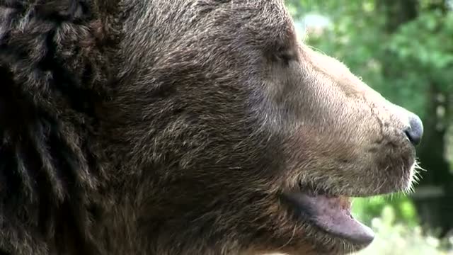 Bear 1