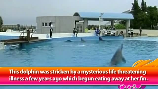 Artificial Dolphin with Captions