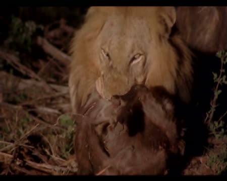 Lion vs Hyena