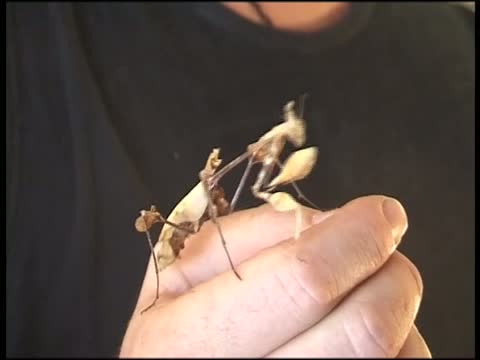 The Bug Hunt: Wild Thing 7 Part 1 
