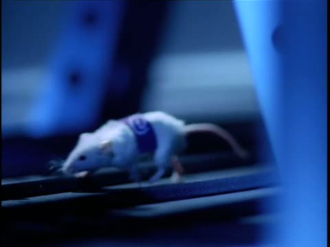 Mice in Beirut: Wild Thing 3 Part 4 (conclusion)