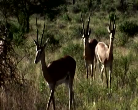 Antelopes in the wild