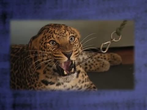 Sheena's Day Out: Wild Thing 1 Part 2