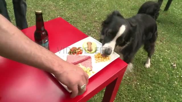 Gourmet canine cuisine a hit in Belgium