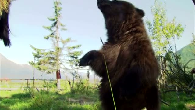 Bear 2