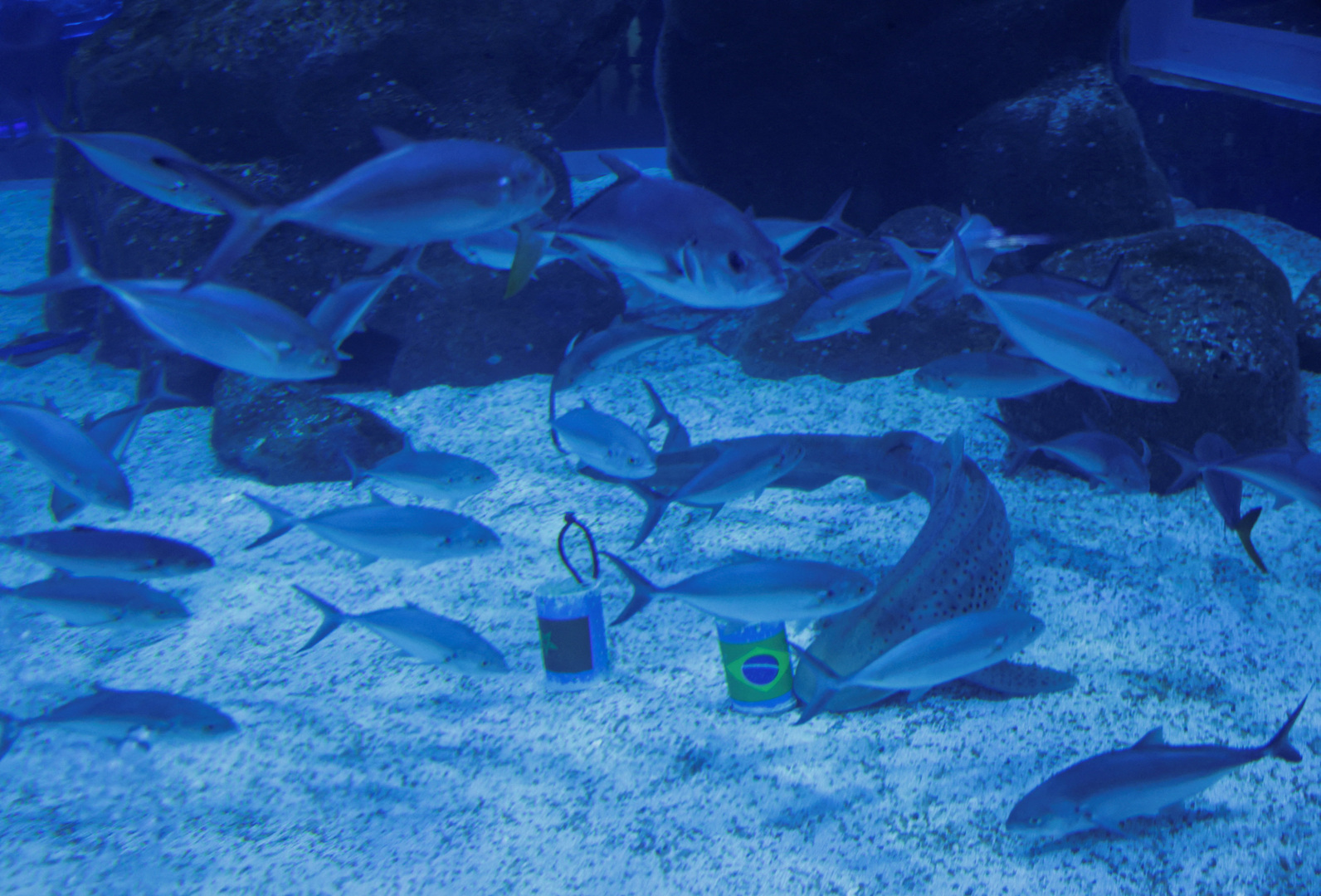 Shark predicts winning start for Brazil at FIFA World Cup