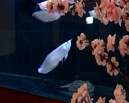 Beautiful Fish