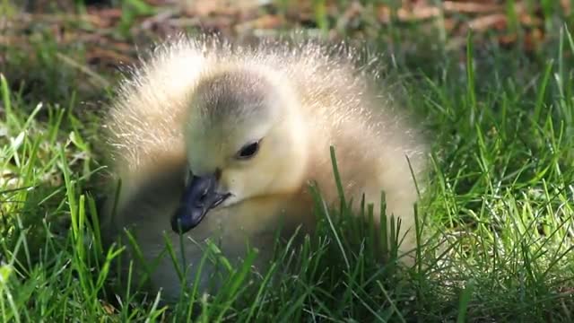 Canadian Geese