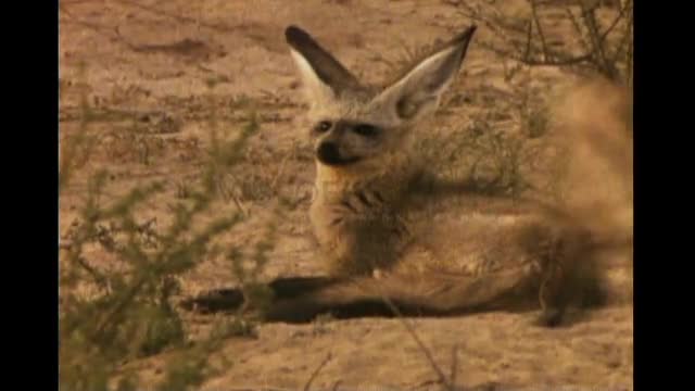 Bat-Earred Foxes