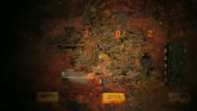 Ants In My Scanner (HD)